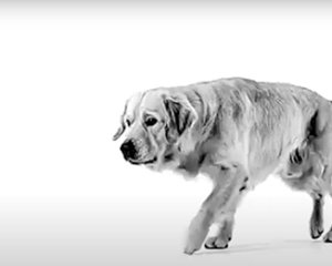 ROYAL CANIN’S GASTROINTESTINAL